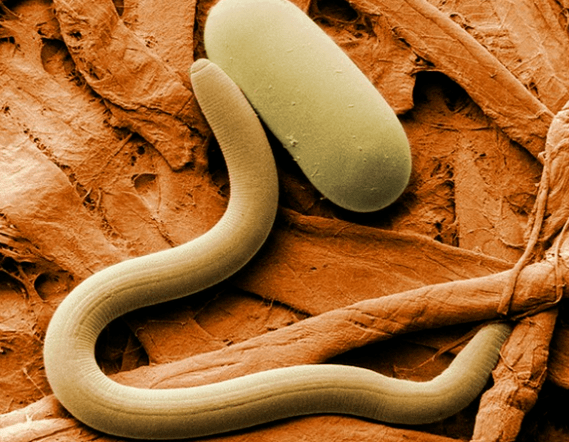 Nematodos